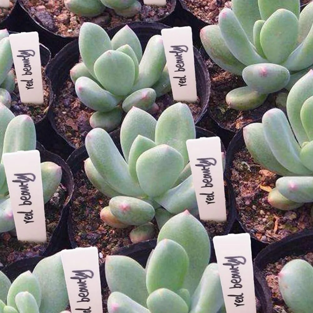 100 adet bahçe bitki etiketler - Gardening Tools Labeled incelemesi ve fiyatı