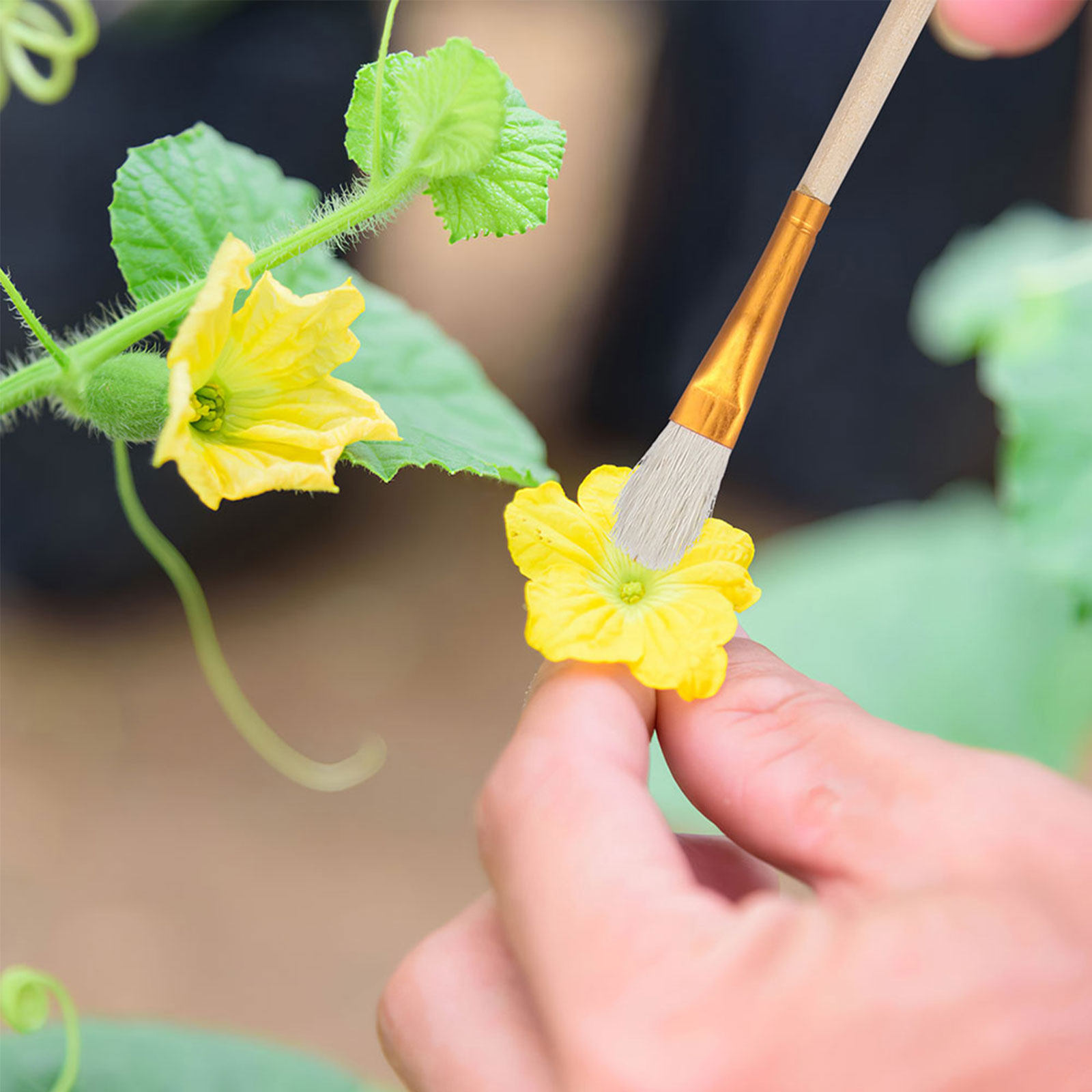 16 Parça Çiçek Tozlayıcı Fırça - Gardening Tools Hand incelemesi ve fiyatı